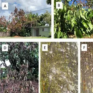 thumbnail for publication: Recomendaciones para la Detección y Mitigación de la Marchitez del Laurel en Árboles de Aguacates y Especies Relacionadas en Jardines y Patios Hogareños